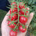 中科茂华蔬菜种子红禧樱桃番茄种子圣女果酸甜口小番茄圆形串