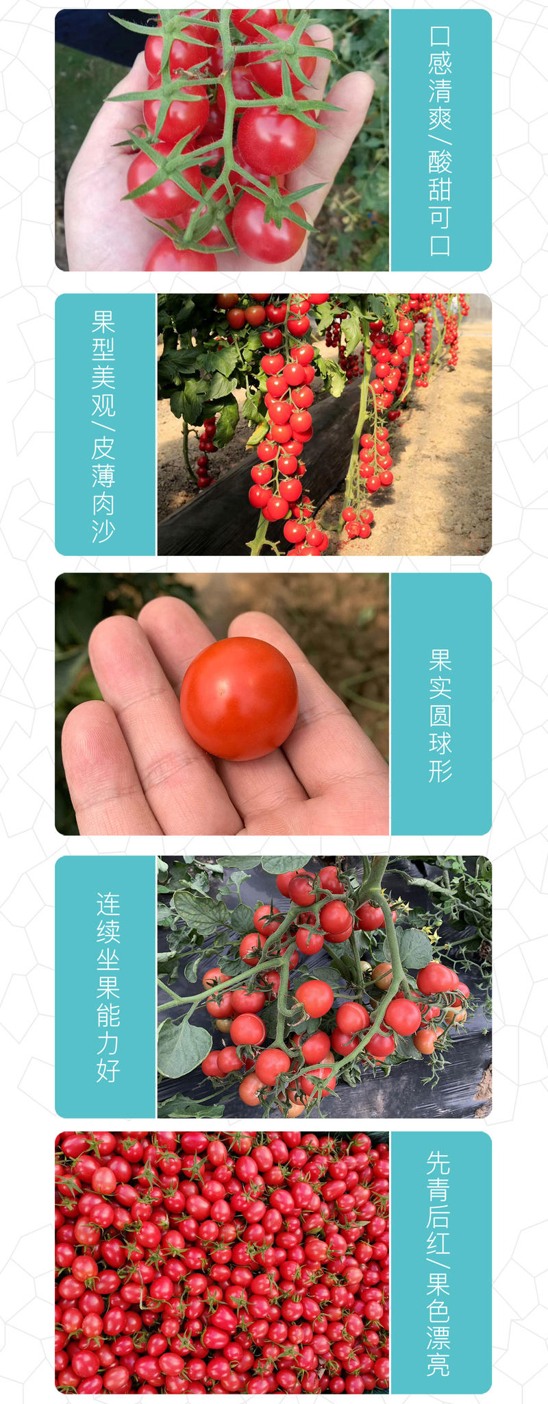 中科茂华蔬菜种子红禧樱桃番茄种子圣女果酸甜口小番茄圆形串