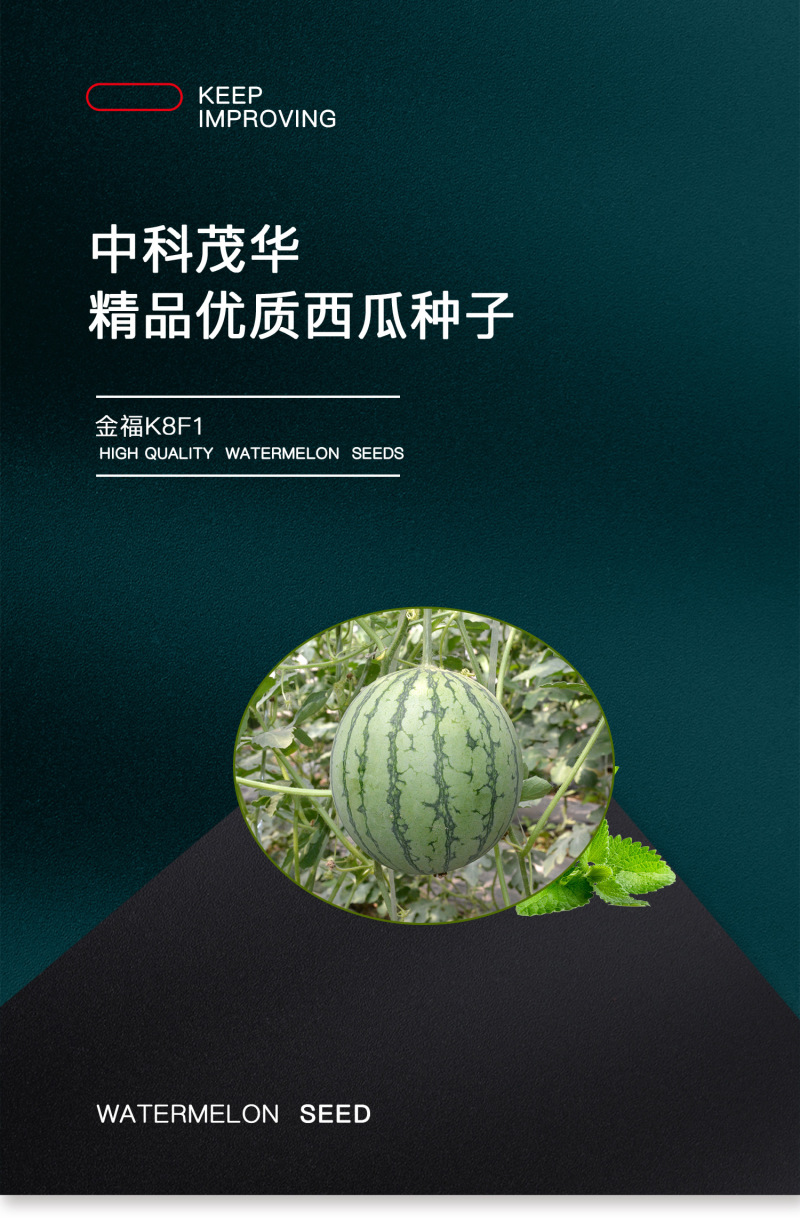 中科茂华瓜果种子礼品瓜種子金福K8果肉黄色口感好