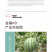 中科茂华瓜果种子礼品瓜種子金福K8果肉黄色口感好