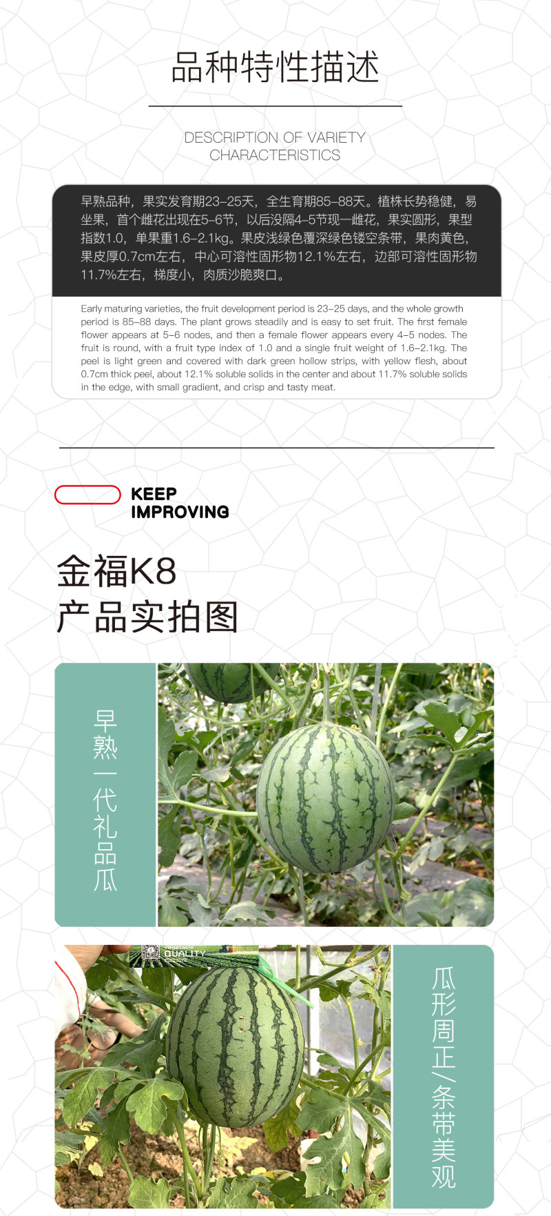 中科茂华瓜果种子礼品瓜種子金福K8果肉黄色口感好