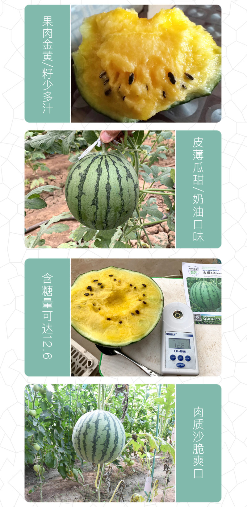 中科茂华瓜果种子礼品瓜種子金福K8果肉黄色口感好