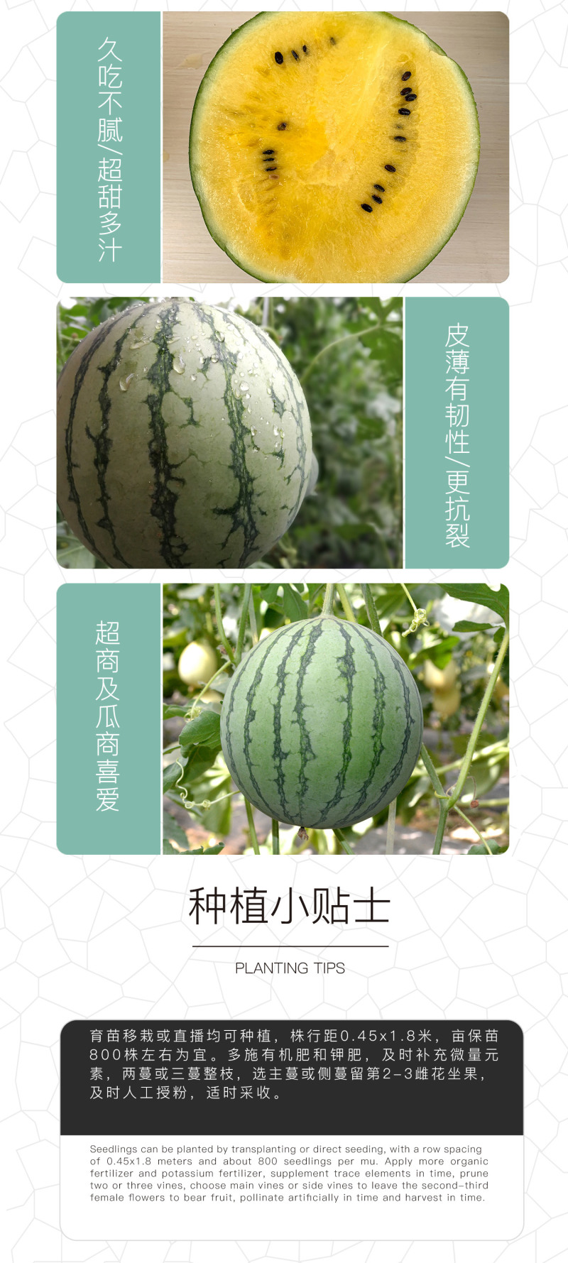 中科茂华瓜果种子礼品瓜種子金福K8果肉黄色口感好