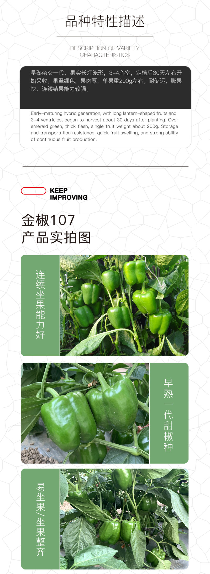 中科茂华蔬菜种子金椒107甜椒种子柿子辣椒种子