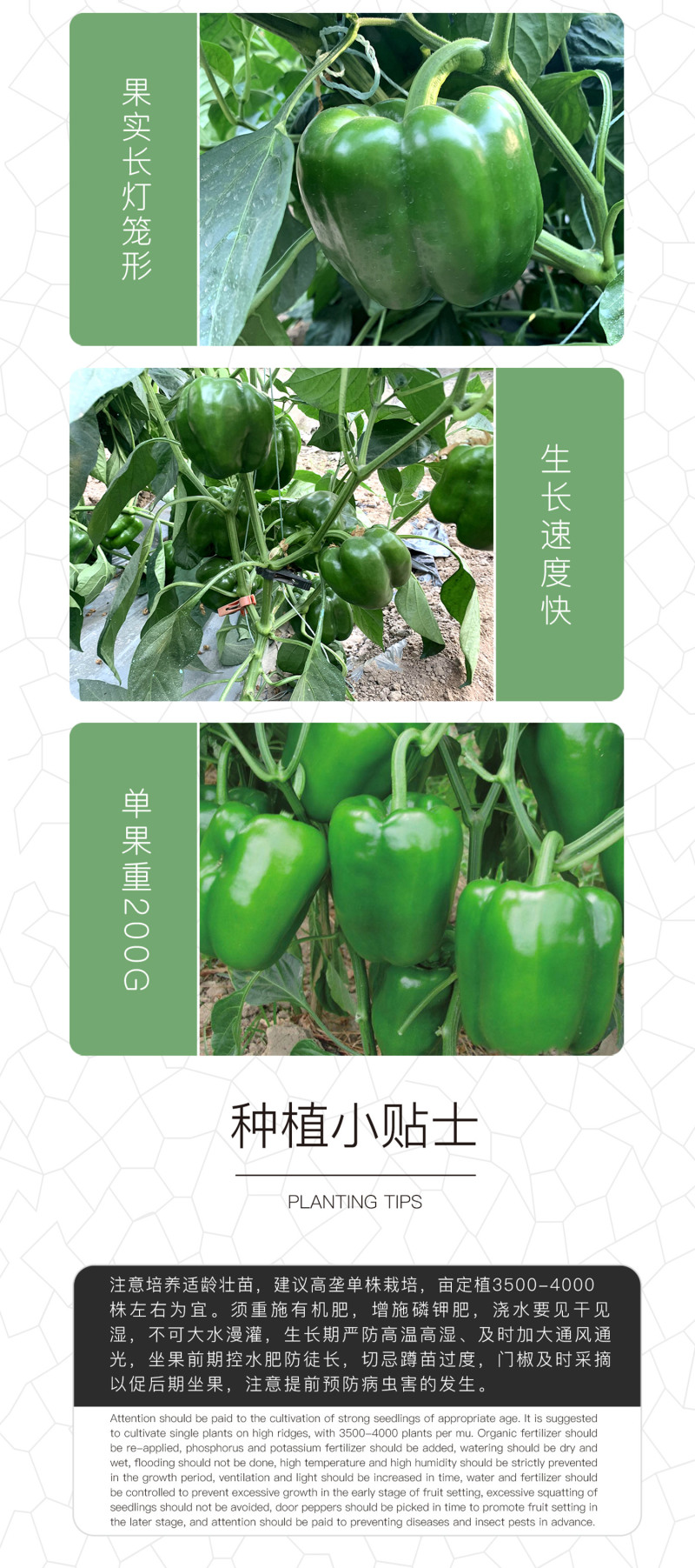 中科茂华蔬菜种子金椒107甜椒种子柿子辣椒种子