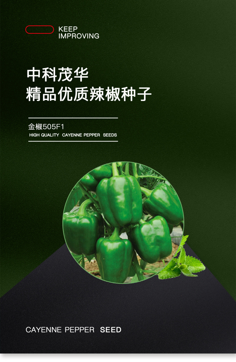 中科茂华蔬菜种子金椒505辣椒种子F1柿子青椒灯笼椒厚皮