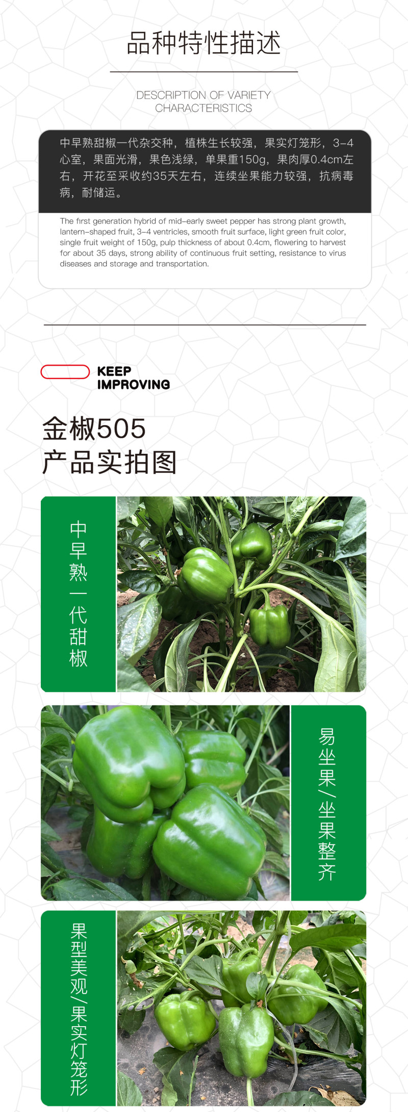 中科茂华蔬菜种子金椒505辣椒种子F1柿子青椒灯笼椒厚皮