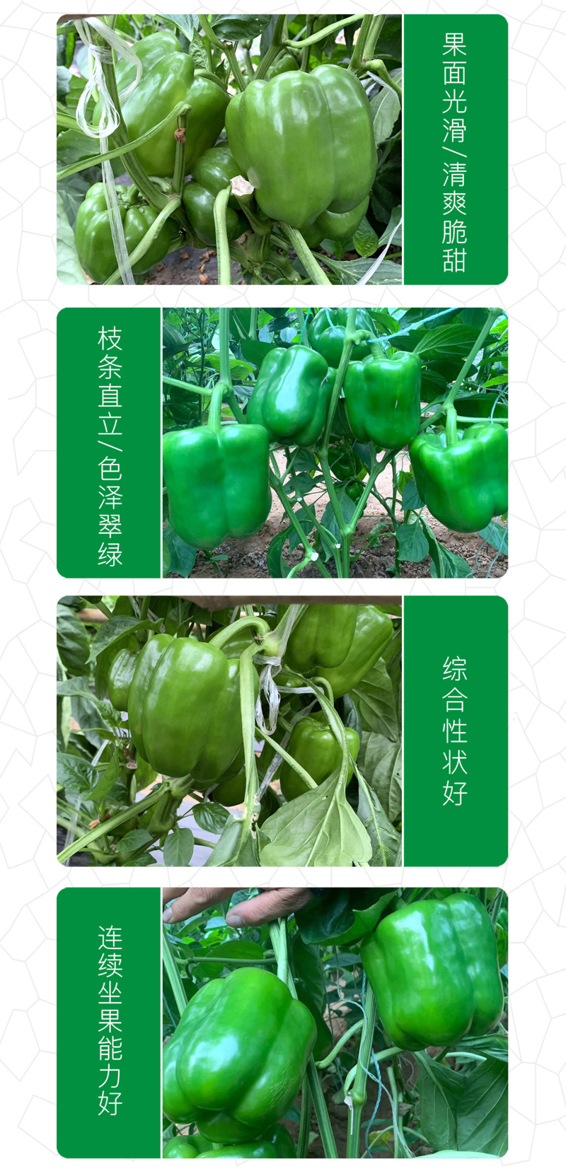 中科茂华蔬菜种子金椒505辣椒种子F1柿子青椒灯笼椒厚皮