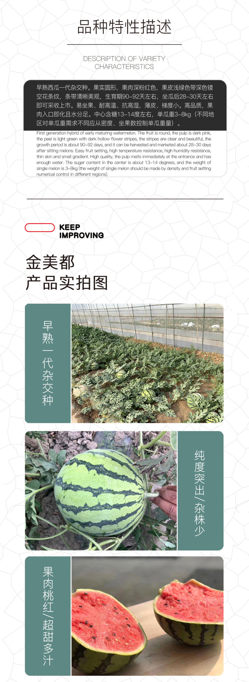 中科茂华蔬菜水果种子金美都西瓜种子改良8424抗裂