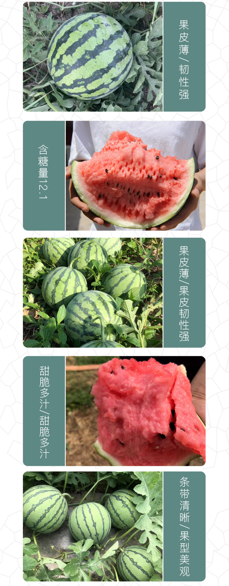 中科茂华蔬菜水果种子金美都西瓜种子改良8424抗裂