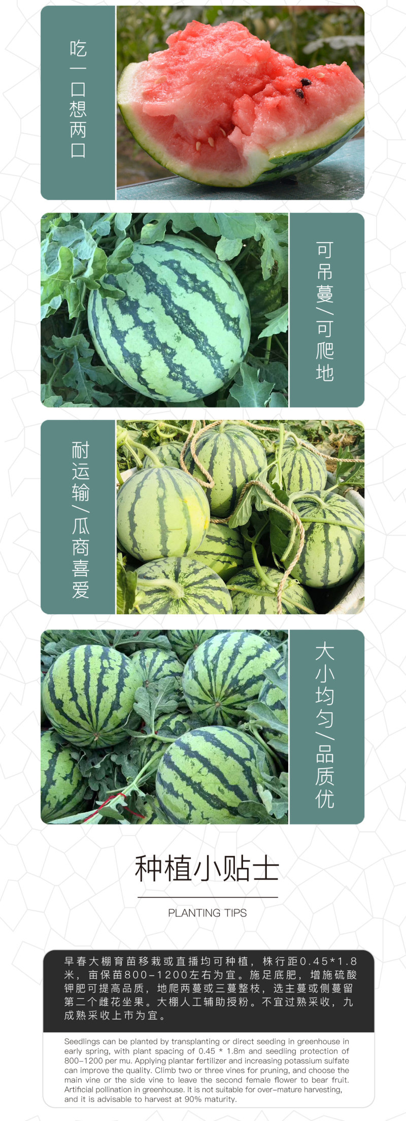 中科茂华蔬菜水果种子金美都西瓜种子改良8424抗裂