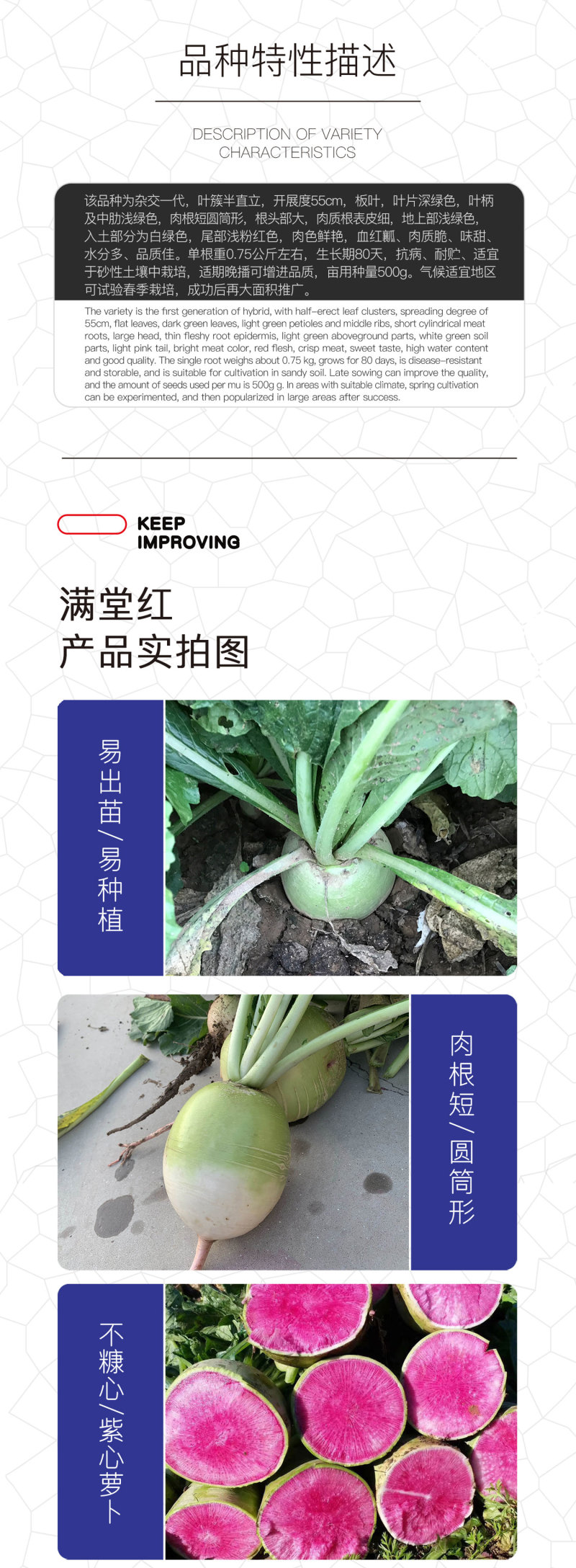 中科茂华蔬菜种子杂交满堂红心里美萝卜种子绿皮红芯
