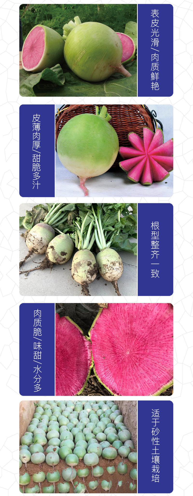 中科茂华蔬菜种子杂交满堂红心里美萝卜种子绿皮红芯