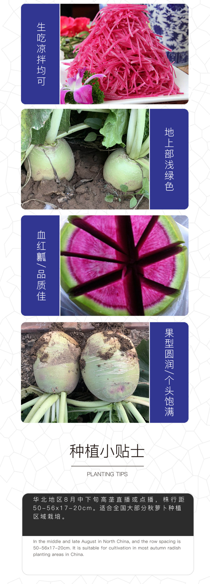 中科茂华蔬菜种子杂交满堂红心里美萝卜种子绿皮红芯