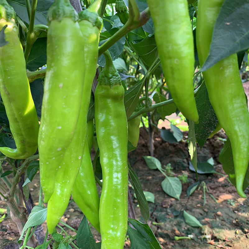 中科茂华蔬菜种子神绿长剑辣椒种子黄皮羊角牛角薄皮