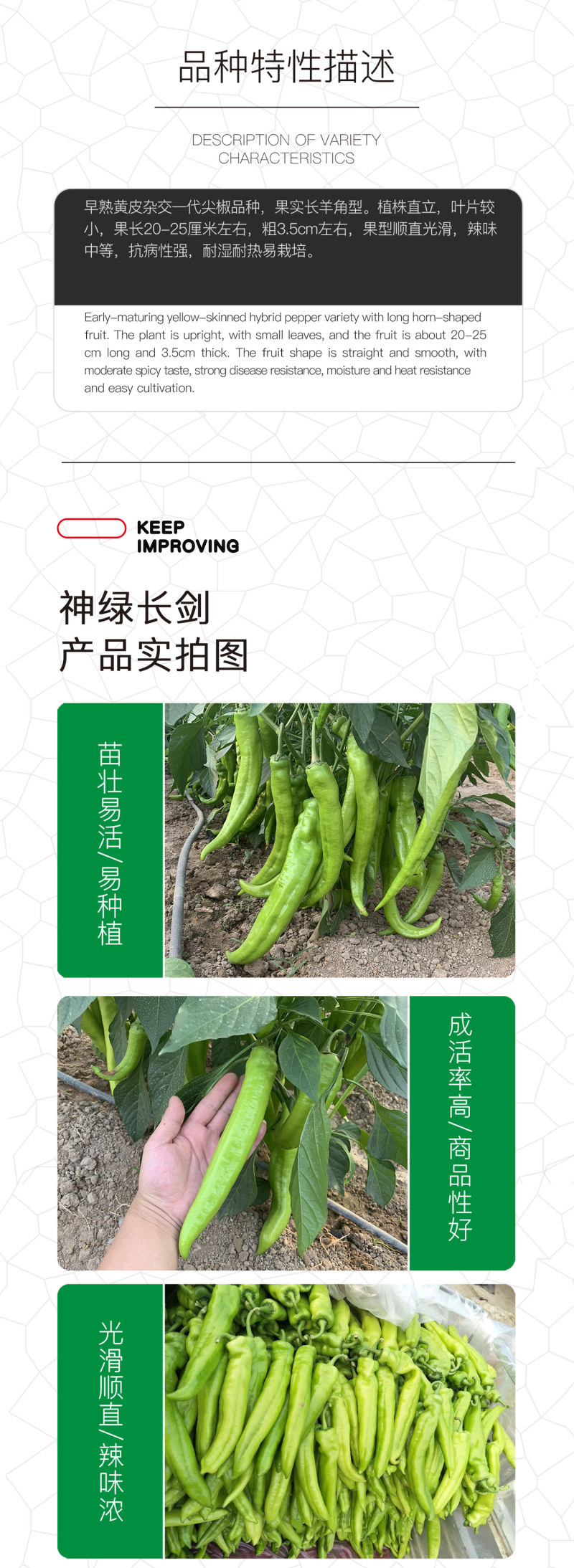 中科茂华蔬菜种子神绿长剑辣椒种子黄皮羊角牛角薄皮
