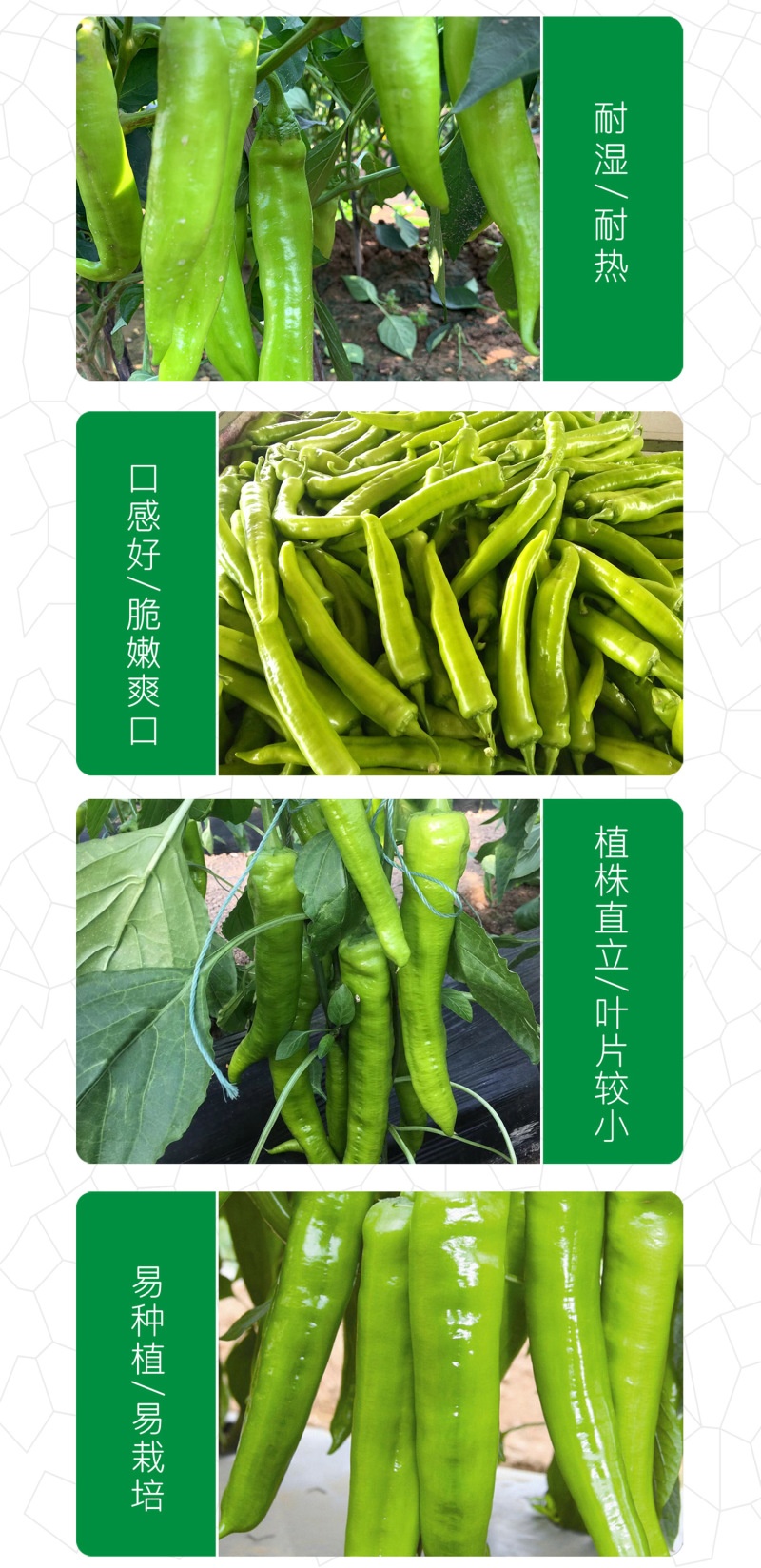 中科茂华蔬菜种子神绿长剑辣椒种子黄皮羊角牛角薄皮