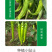 中科茂华蔬菜种子神绿长剑辣椒种子黄皮羊角牛角薄皮