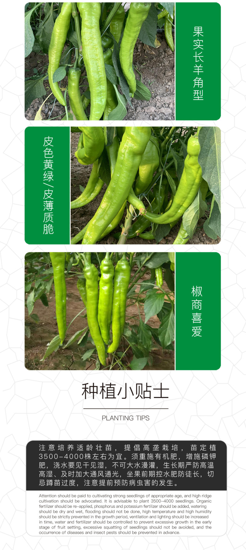 中科茂华蔬菜种子神绿长剑辣椒种子黄皮羊角牛角薄皮