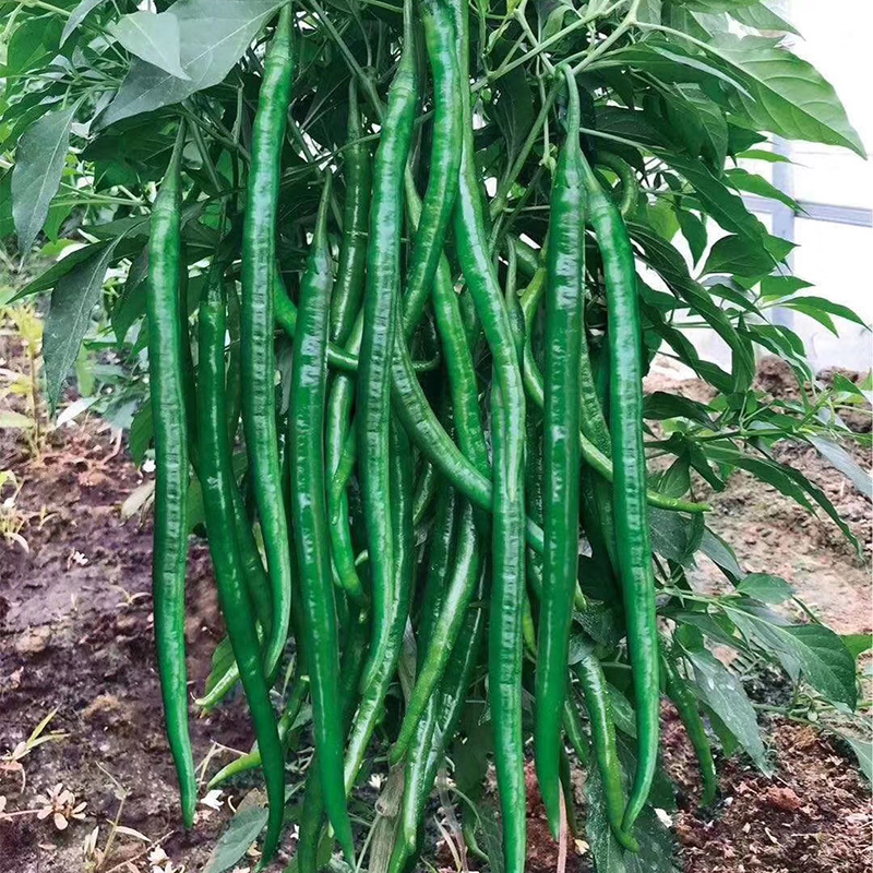 中科茂华蔬菜种子中科椒迈天椒61辣椒种子