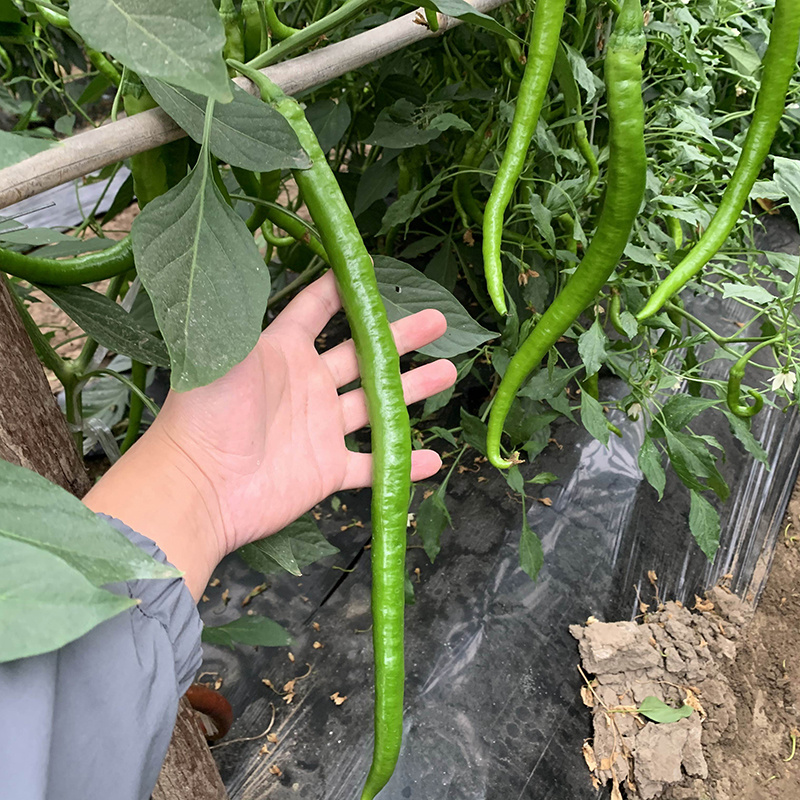 中科茂华蔬菜种子中科椒迈天椒61辣椒种子