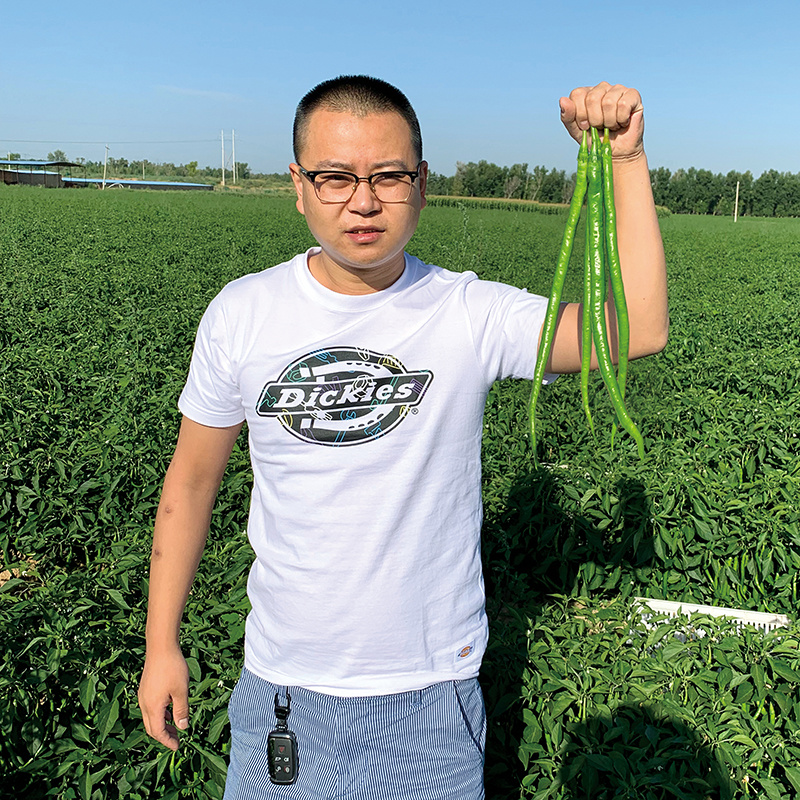 中科茂华蔬菜种子中科椒迈天椒61辣椒种子