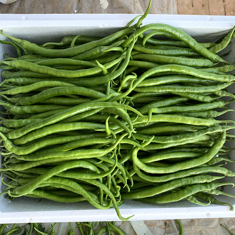 中科茂华蔬菜种子中科椒迈天椒61辣椒种子