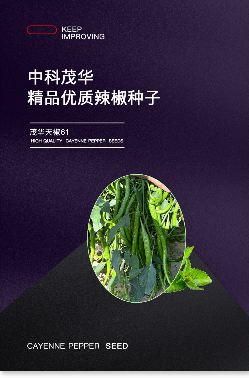 中科茂华蔬菜种子中科椒迈天椒61辣椒种子