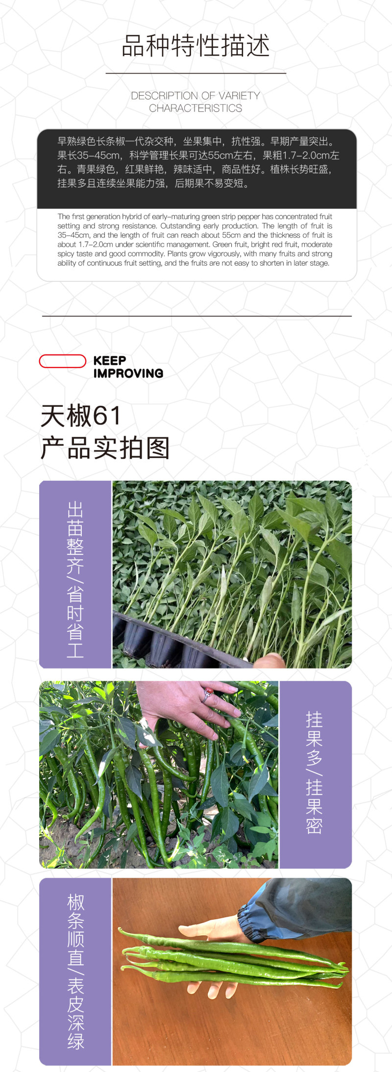 中科茂华蔬菜种子中科椒迈天椒61辣椒种子