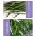 中科茂华蔬菜种子中科椒迈天椒61辣椒种子