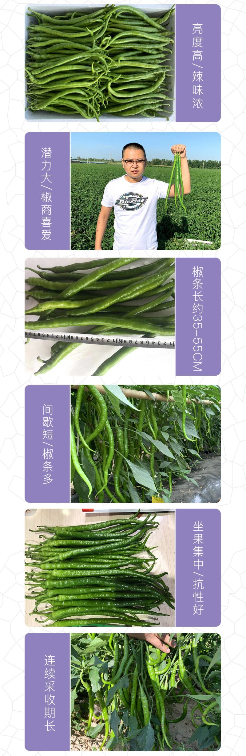 中科茂华蔬菜种子中科椒迈天椒61辣椒种子