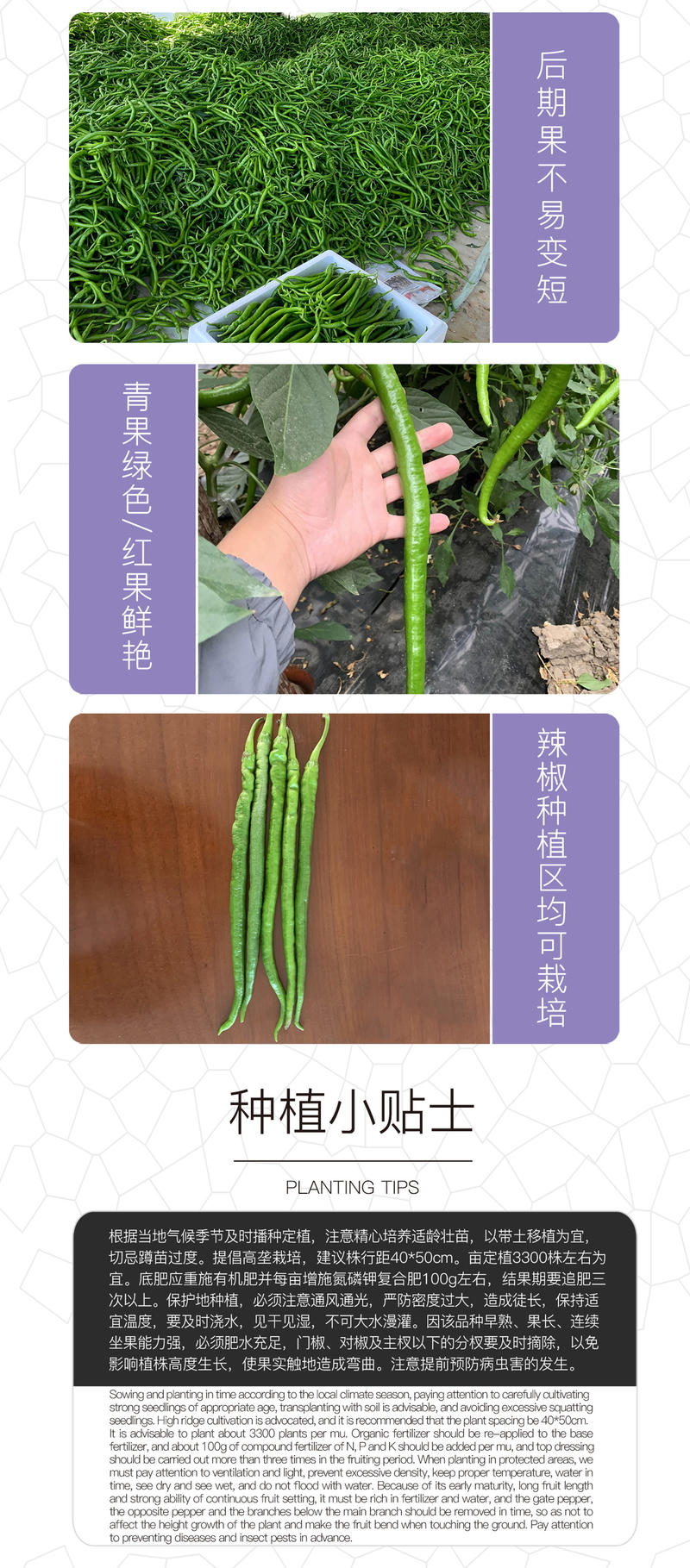 中科茂华蔬菜种子中科椒迈天椒61辣椒种子