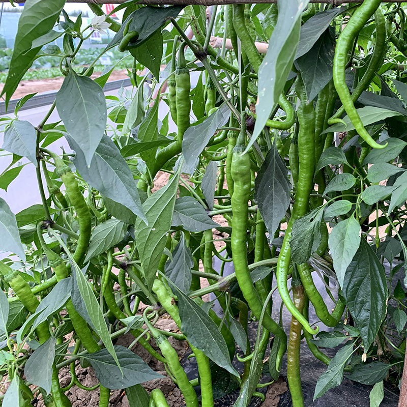 中科茂华蔬菜种子中科椒迈天椒92辣椒种子