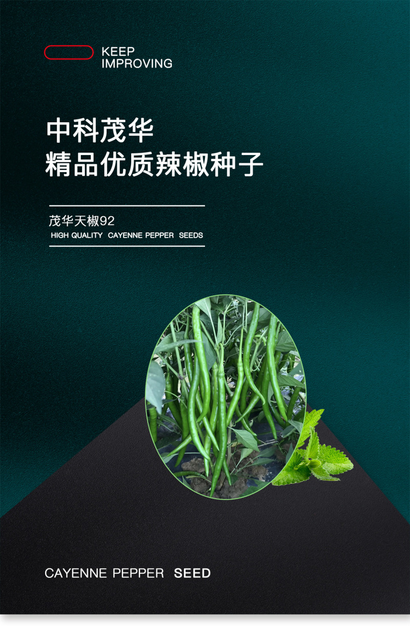 中科茂华蔬菜种子中科椒迈天椒92辣椒种子