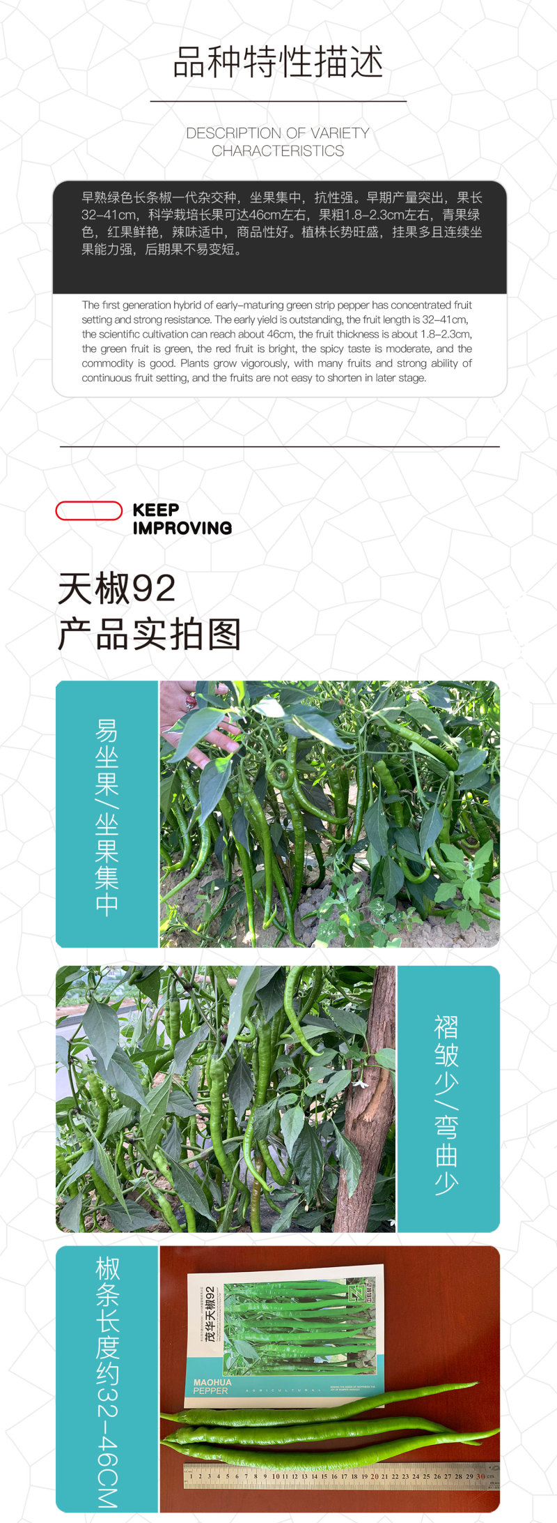 中科茂华蔬菜种子中科椒迈天椒92辣椒种子