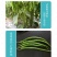 中科茂华蔬菜种子中科椒迈天椒92辣椒种子