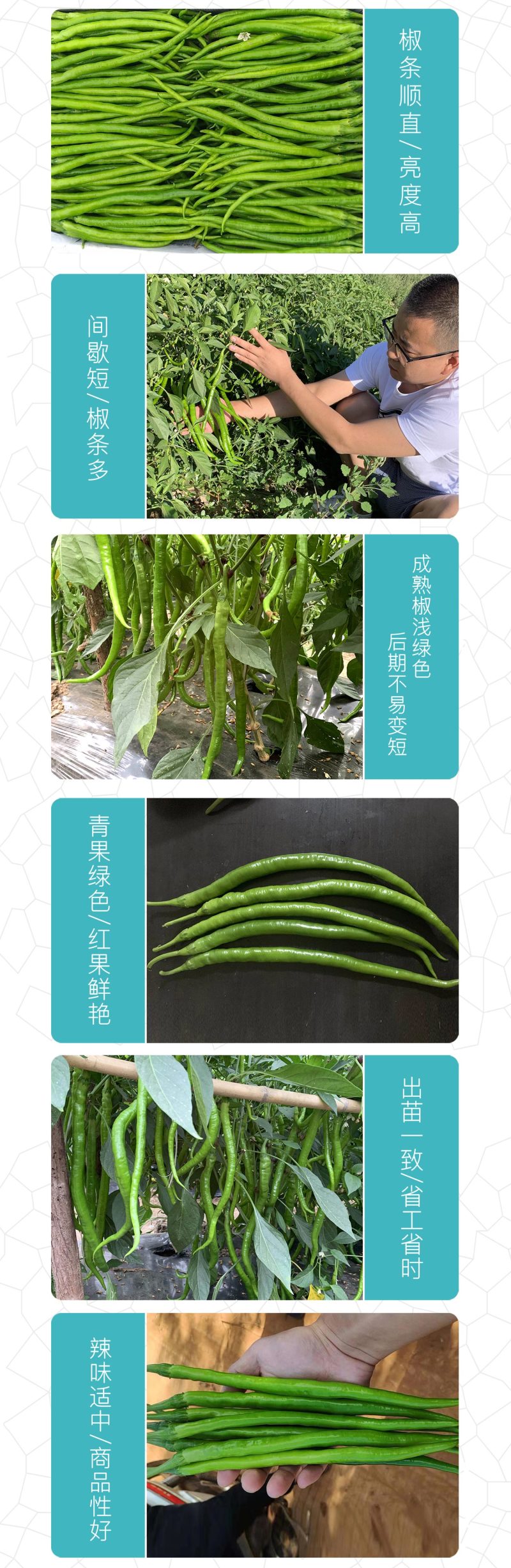 中科茂华蔬菜种子中科椒迈天椒92辣椒种子
