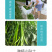 中科茂华蔬菜种子中科椒迈天椒92辣椒种子