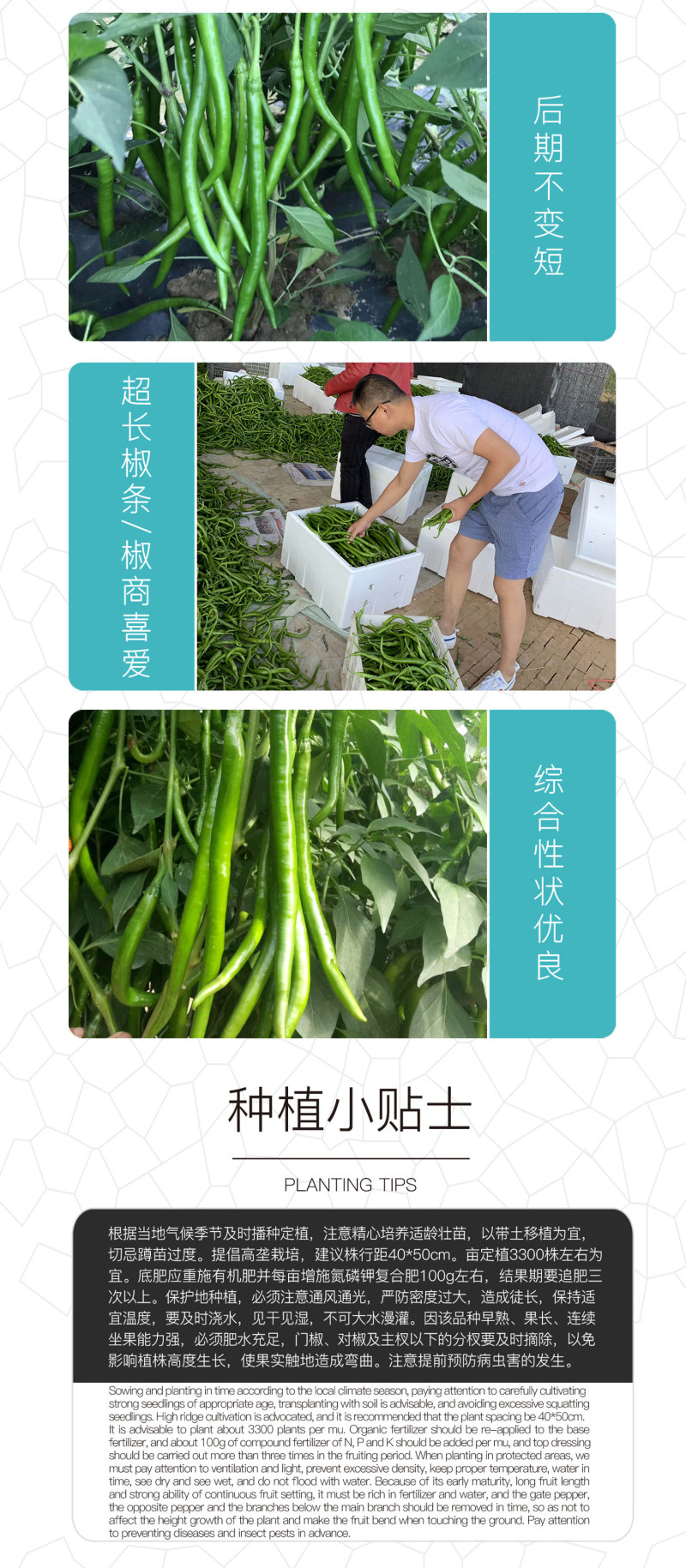 中科茂华蔬菜种子中科椒迈天椒92辣椒种子