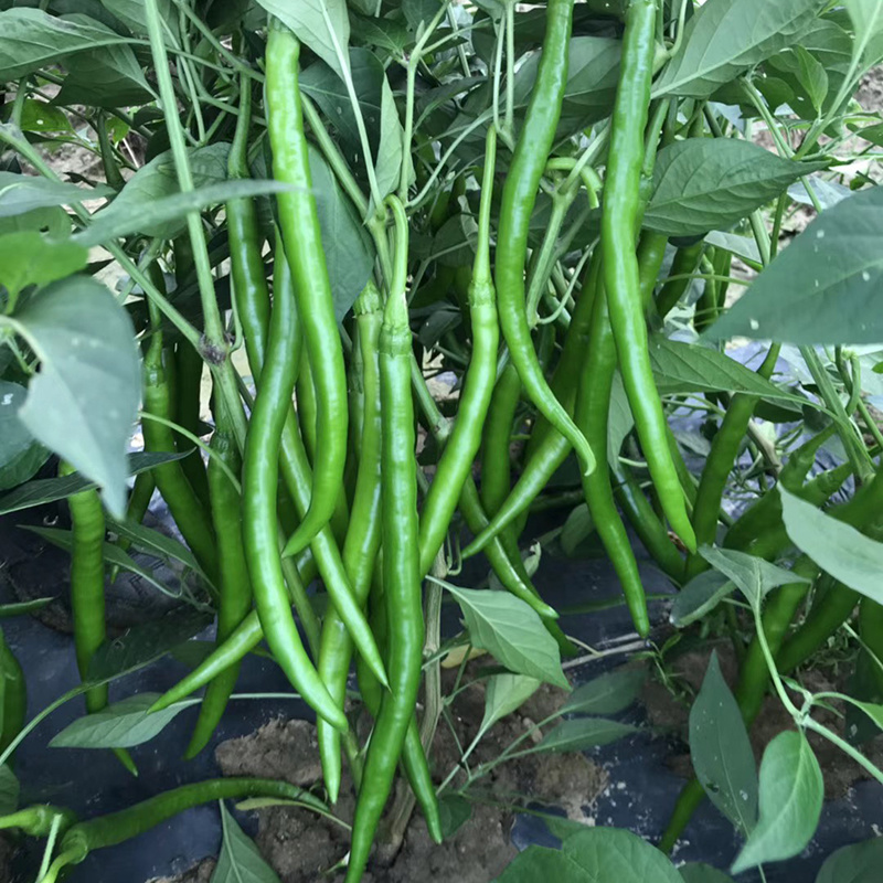 中科茂华蔬菜种子中科椒迈天椒103辣椒种子长线椒种子