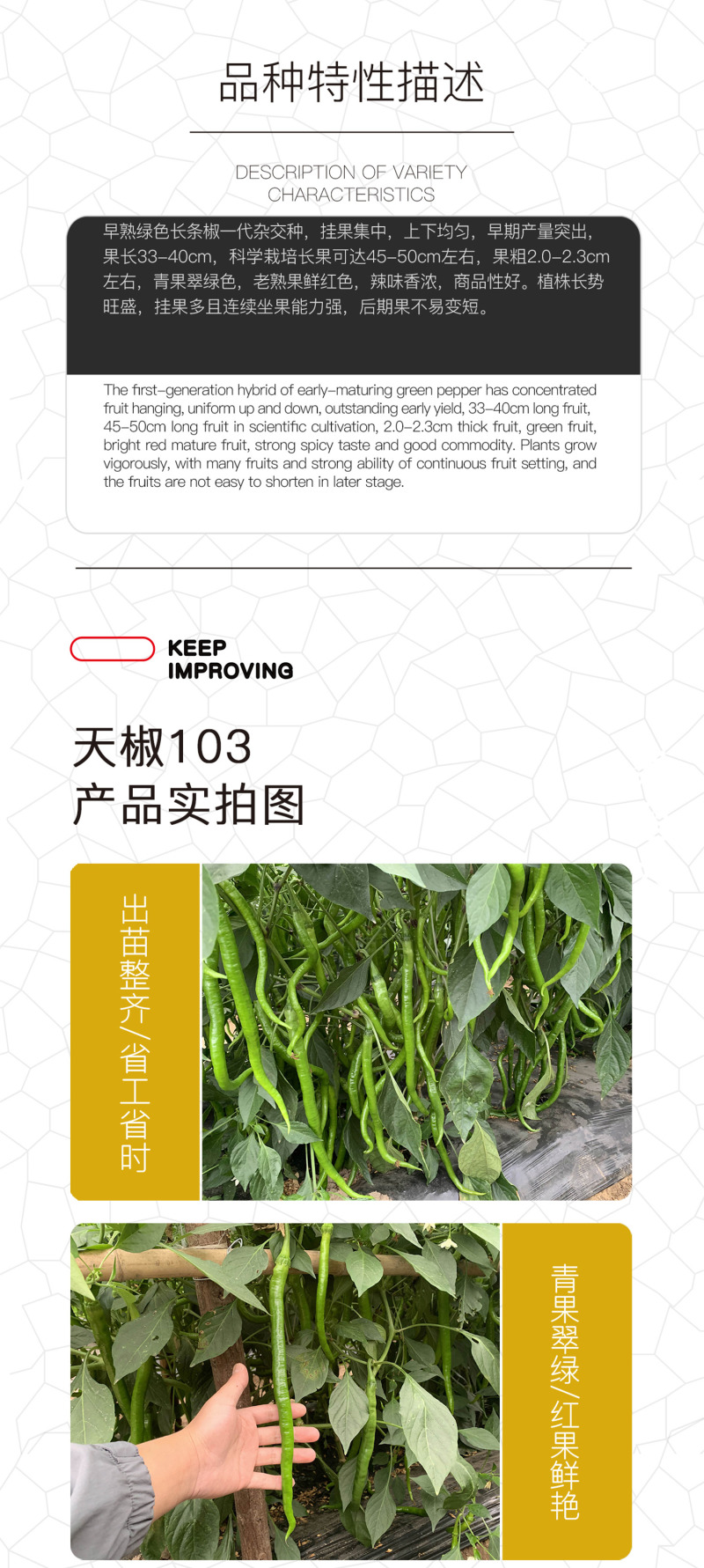 中科茂华蔬菜种子中科椒迈天椒103辣椒种子长线椒种子