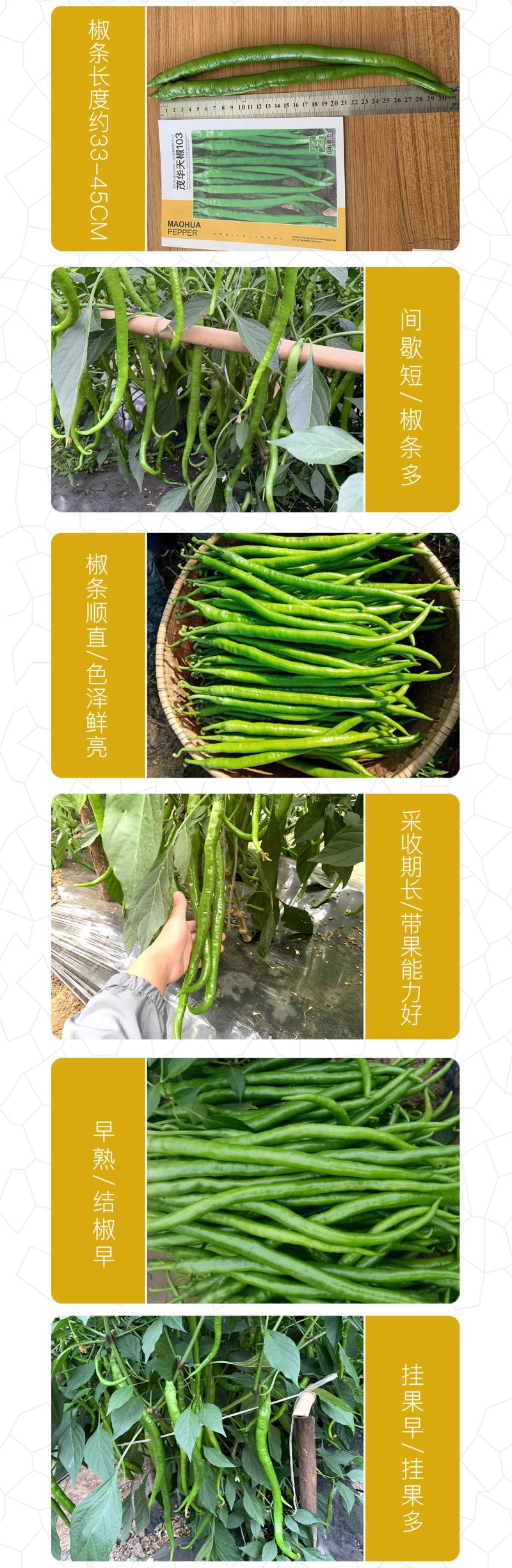 中科茂华蔬菜种子中科椒迈天椒103辣椒种子长线椒种子