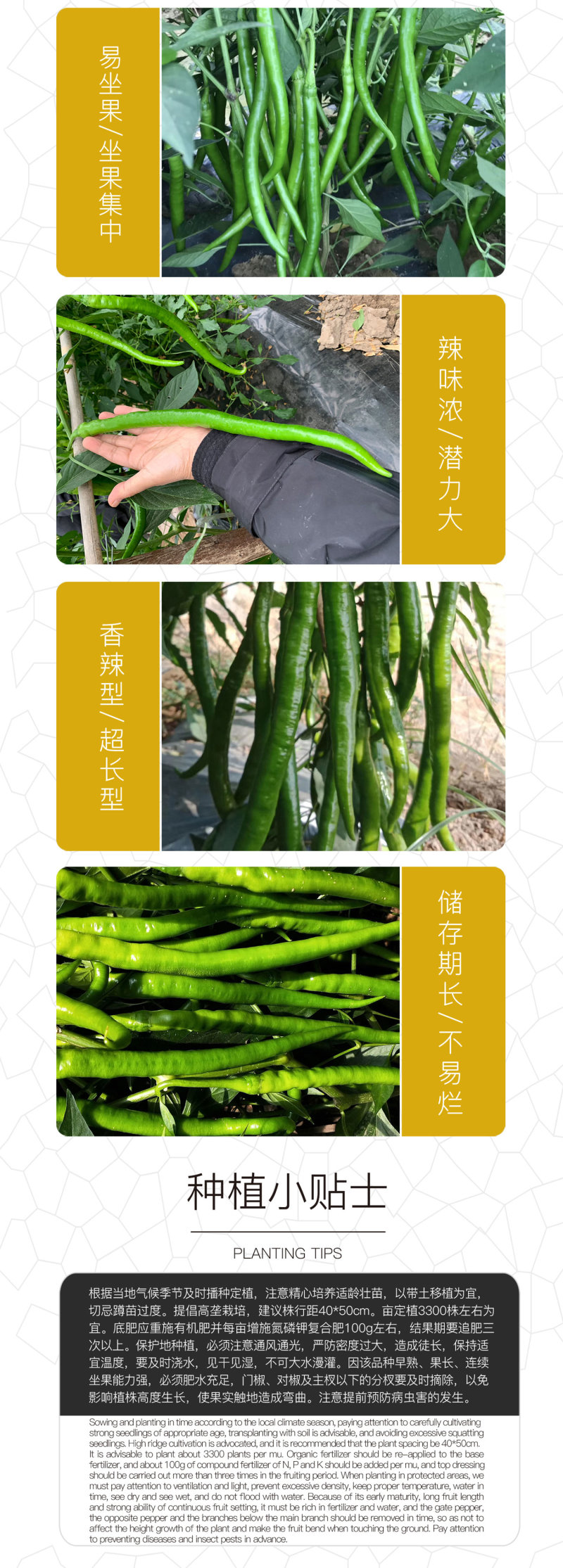 中科茂华蔬菜种子中科椒迈天椒103辣椒种子长线椒种子
