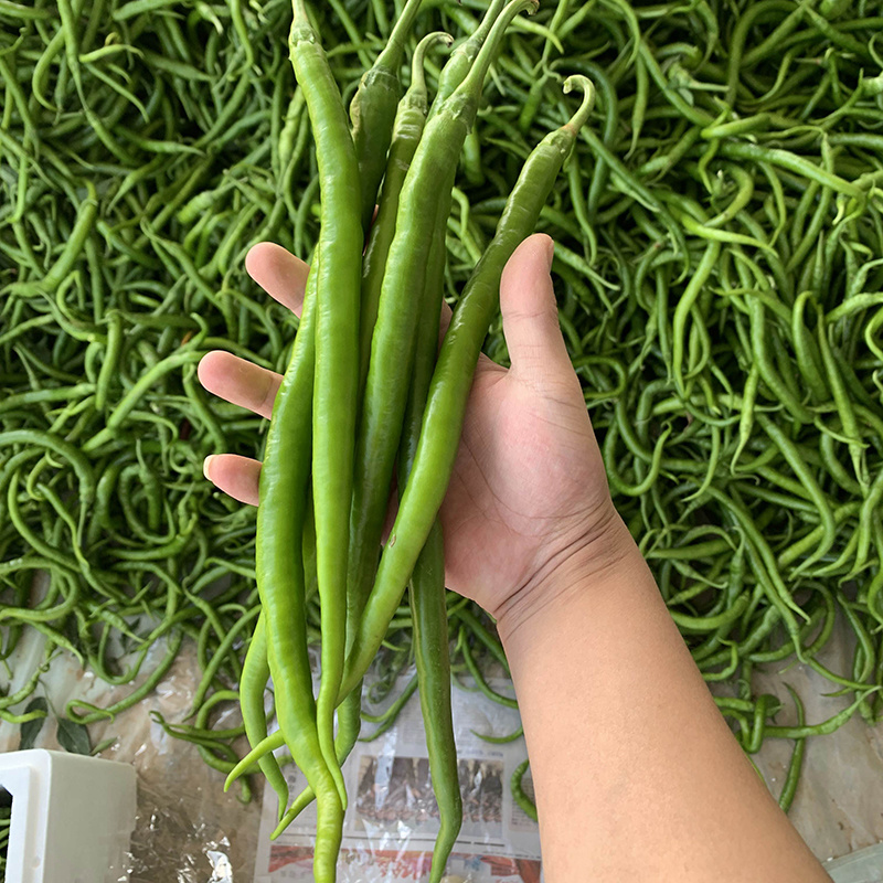 中科茂华蔬菜种子茂华天椒Z4辣椒种子
