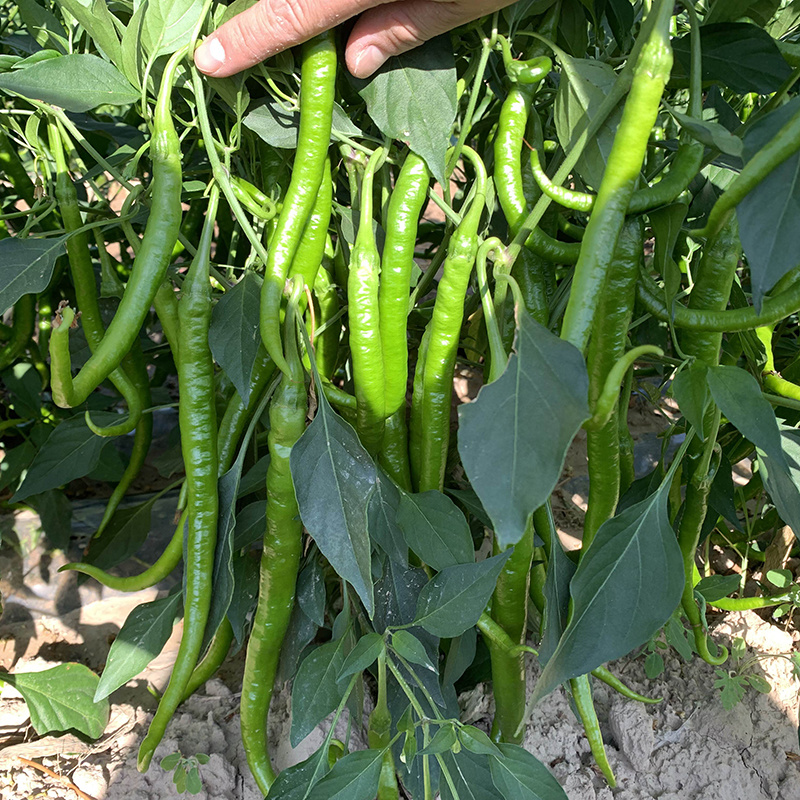 中科茂华蔬菜种子茂华天椒Z4辣椒种子