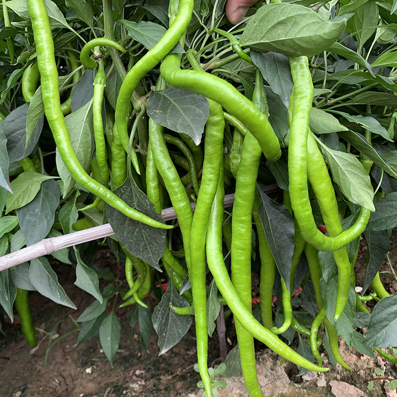 中科茂华蔬菜种子茂华天椒Z4辣椒种子