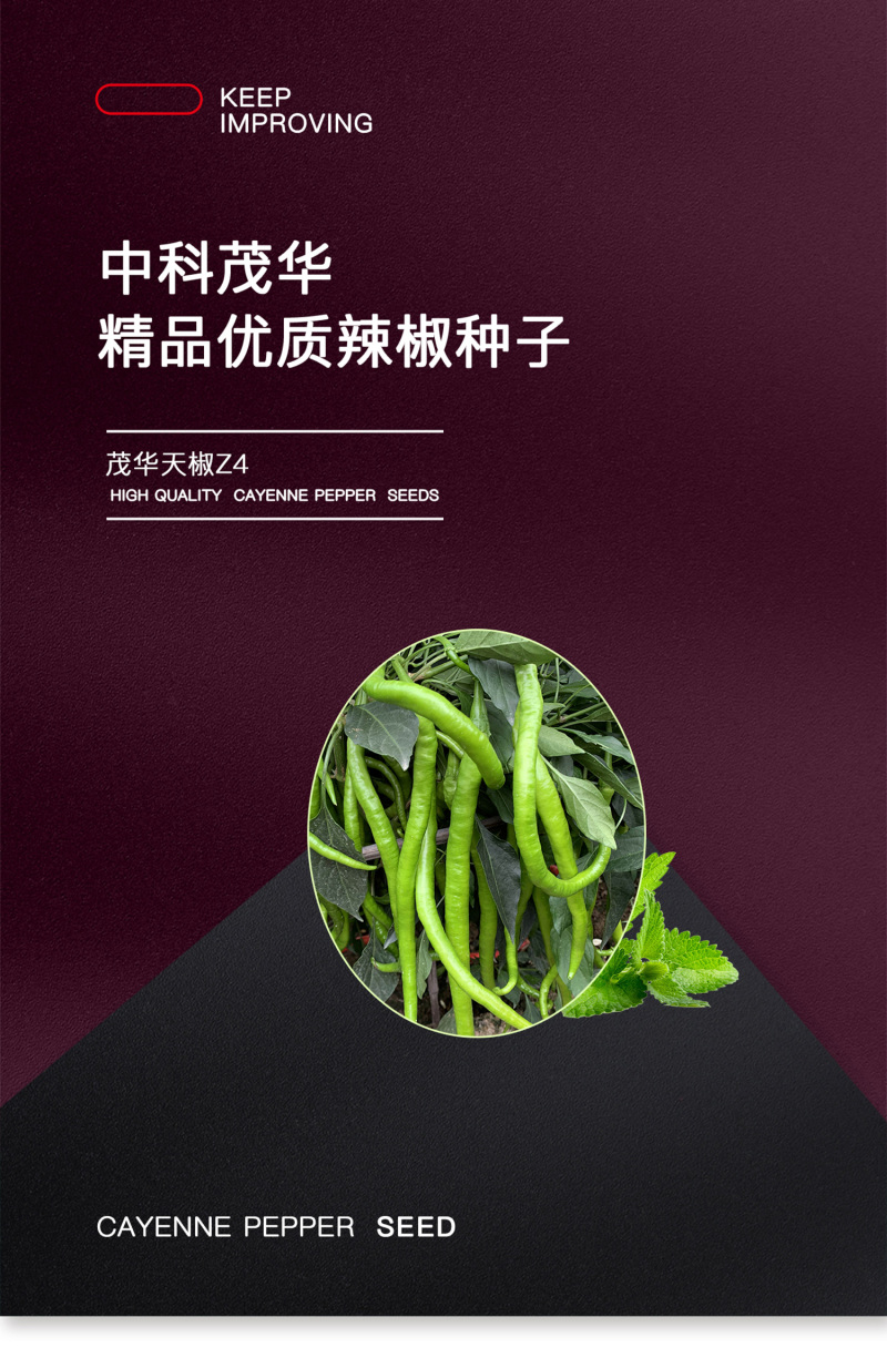 中科茂华蔬菜种子茂华天椒Z4辣椒种子
