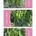 中科茂华蔬菜种子茂华天椒Z4辣椒种子