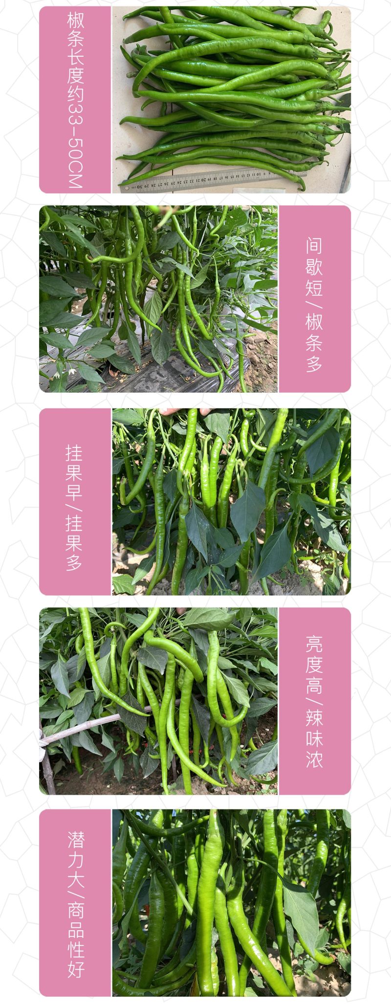 中科茂华蔬菜种子茂华天椒Z4辣椒种子