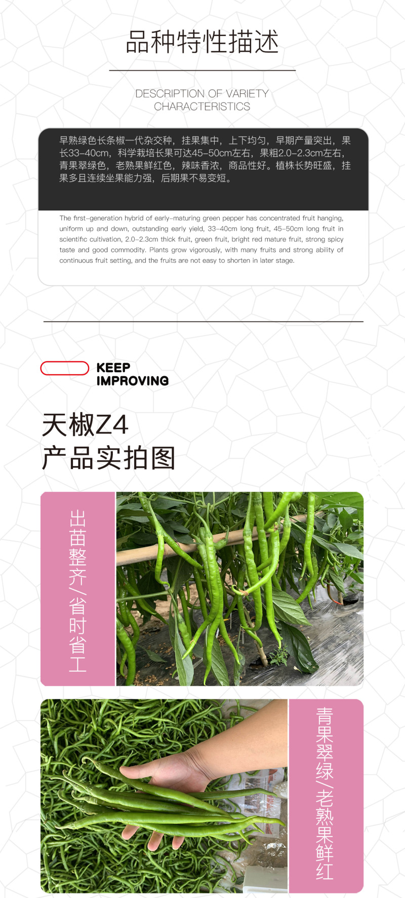 中科茂华蔬菜种子茂华天椒Z4辣椒种子